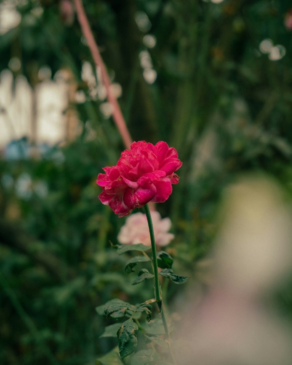 a single pink flower in a garden