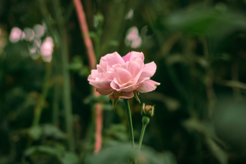 a pink flower in a field of green grass