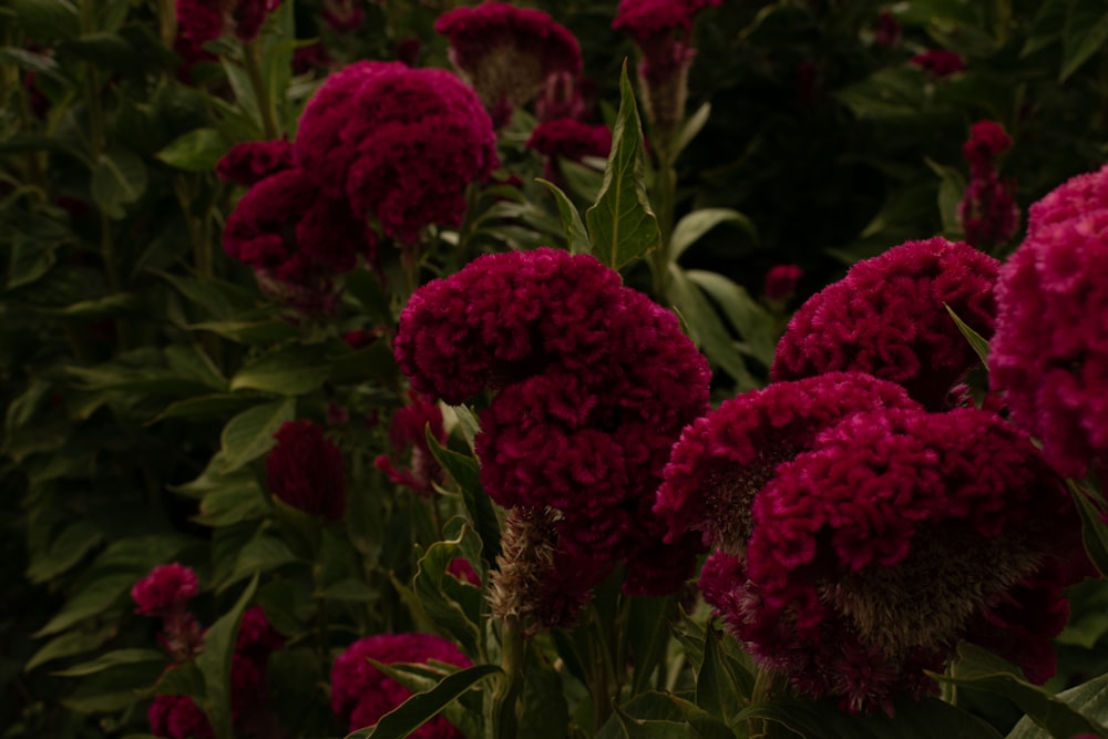 a bunch of red flowers in a field