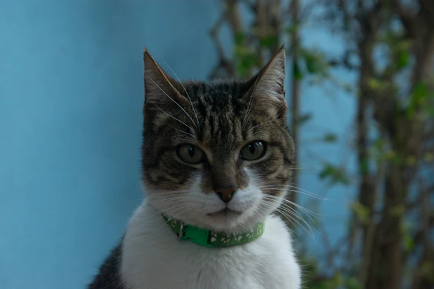 Cat wearing a visible collar accessory