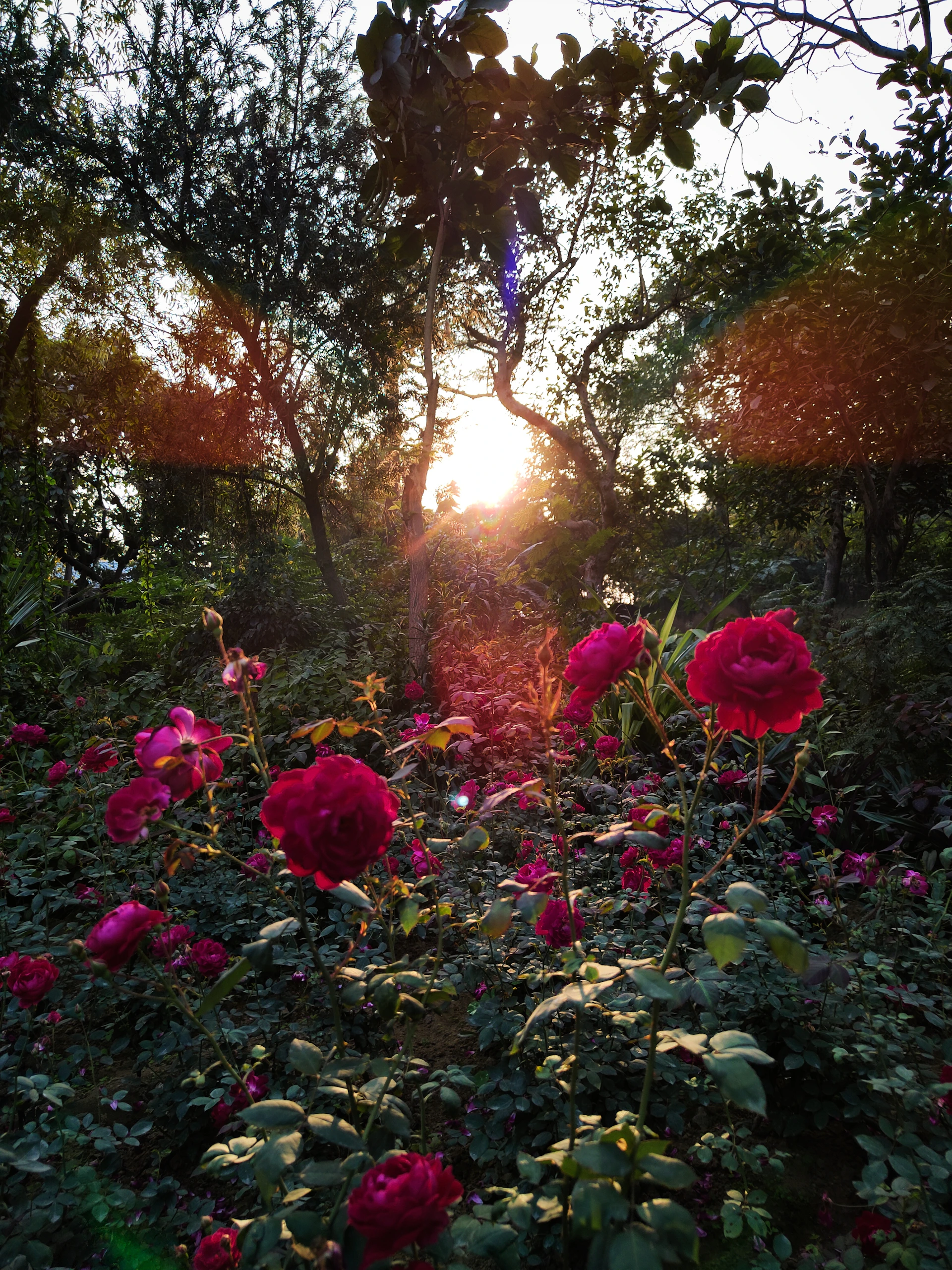 A sunlit rose garden in full bloom with vibrant red and pink roses surrounding a charming manor entrance.