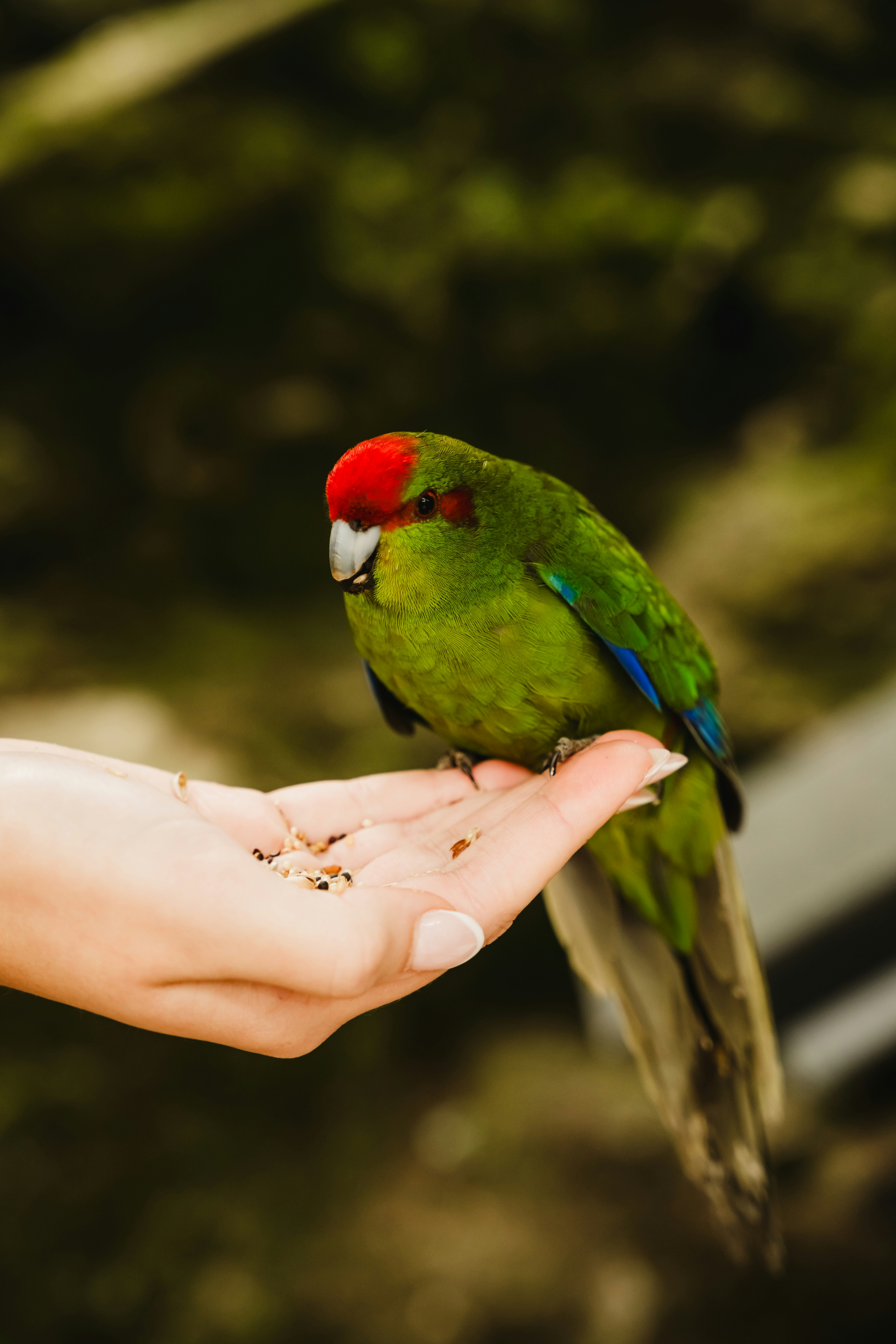 a green and red bird sitting on a person's hand