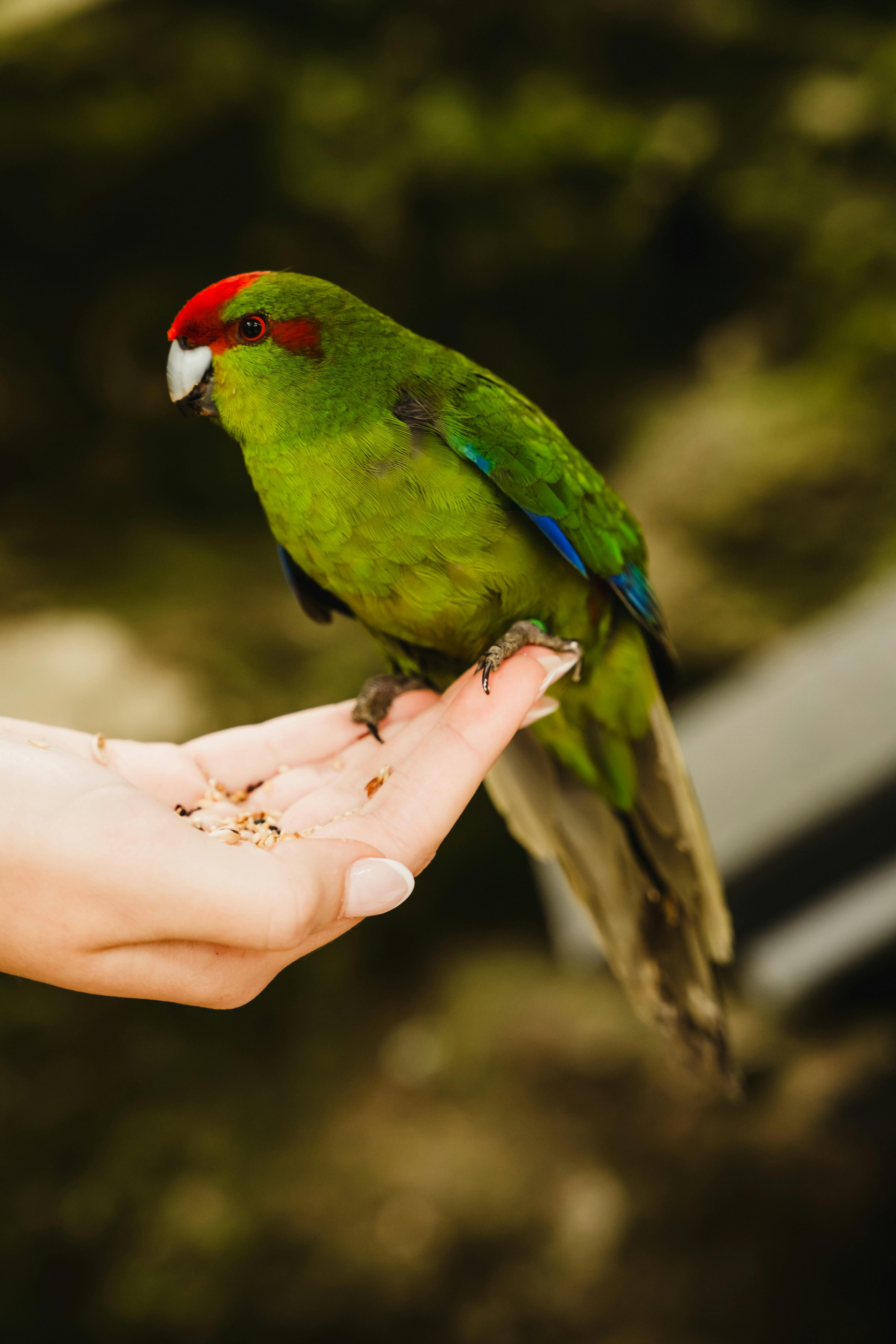 a green bird perched on the hand of a person
