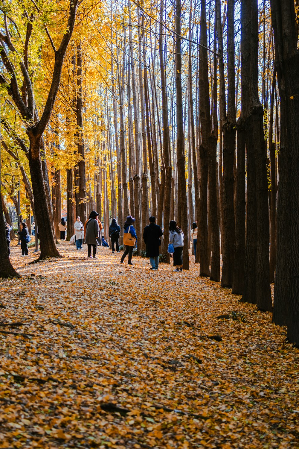 a group of people walking through a forest filled with trees