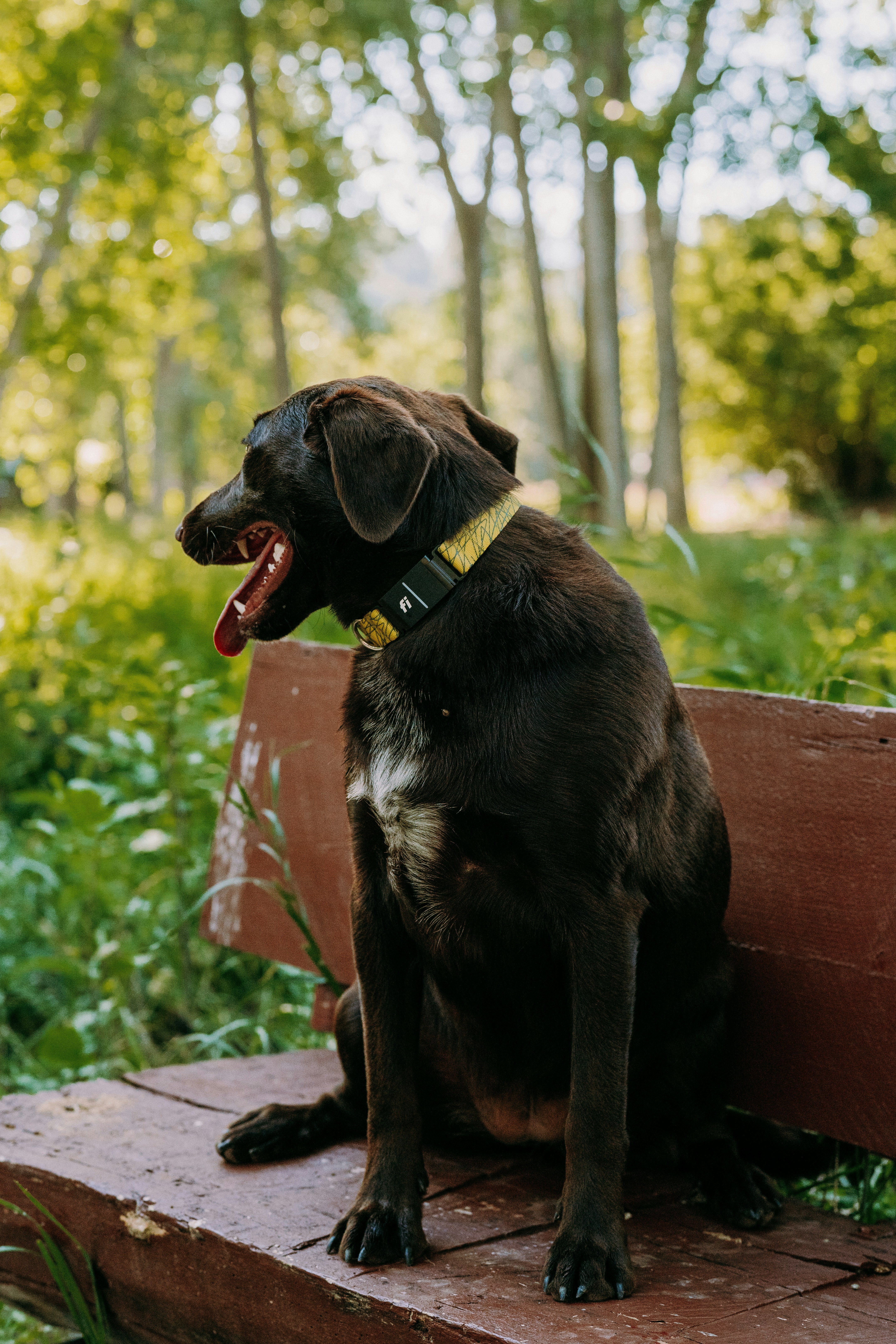 a dog sitting on a bench in the woods
