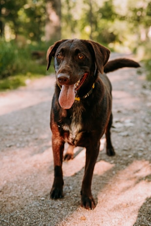 A brown dog with a shiny coat is standing on a sunlit gravel path, tongue out, appearing content and energetic. The background features lush greenery with blurred trees and foliage.