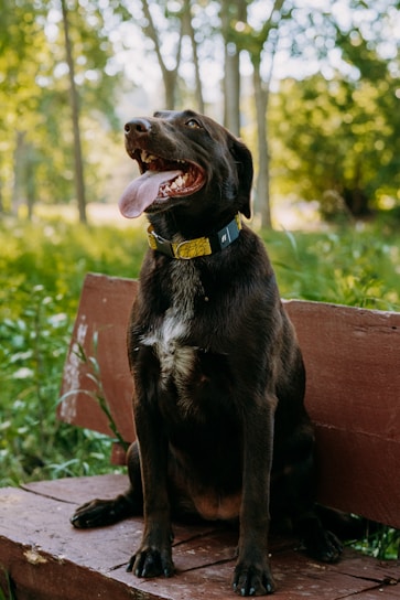 A happy, dark brown dog sits on a wooden bench in a lush, green forest area. The dog has its mouth open and tongue out, appearing content and relaxed. Bright, dappled sunlight filters through the trees, creating a serene and natural atmosphere.