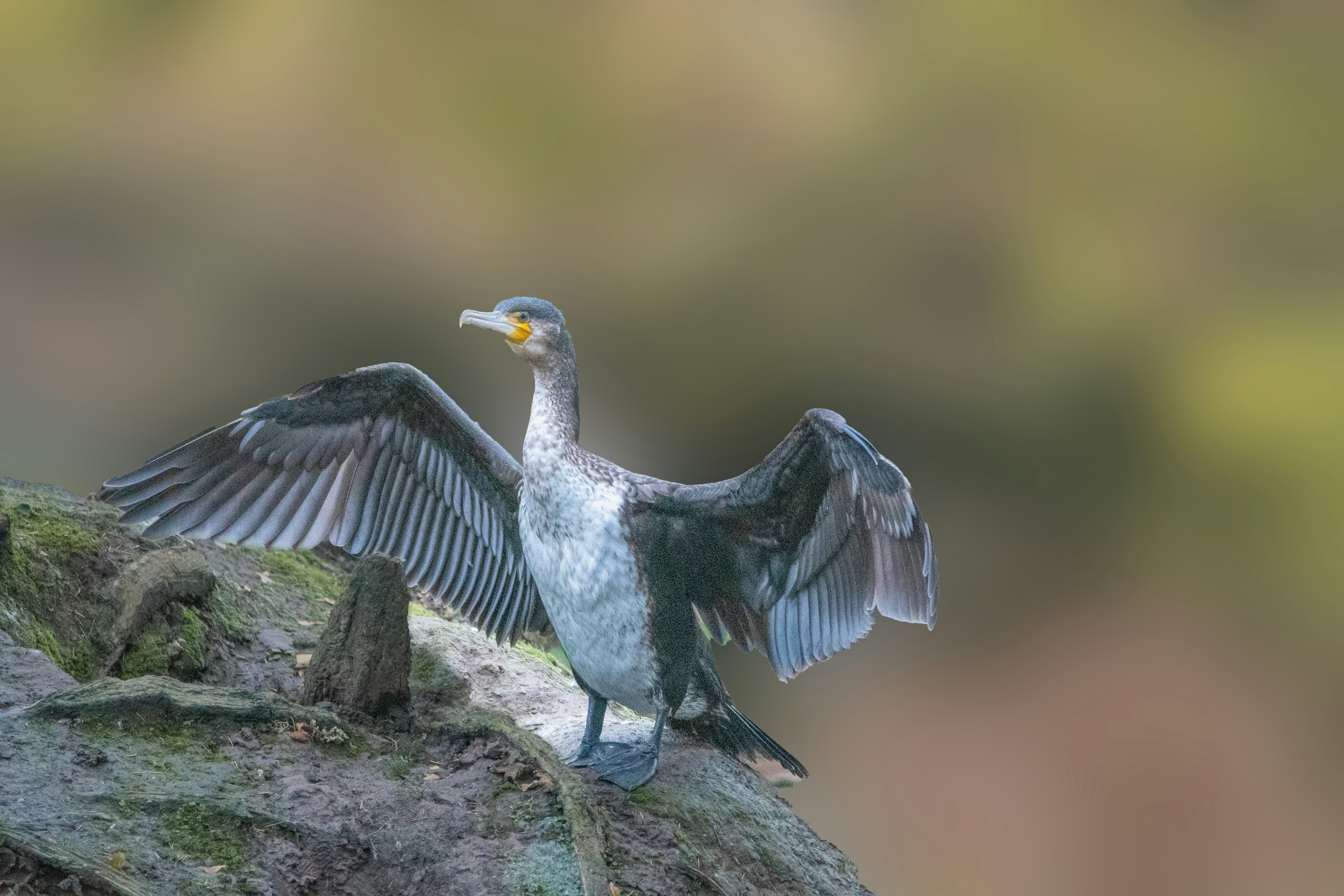 Photo by siegfriedpoepperl