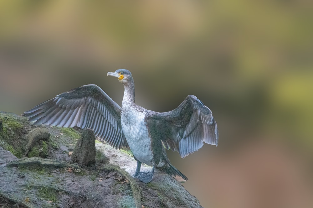 a bird that is standing on a rock