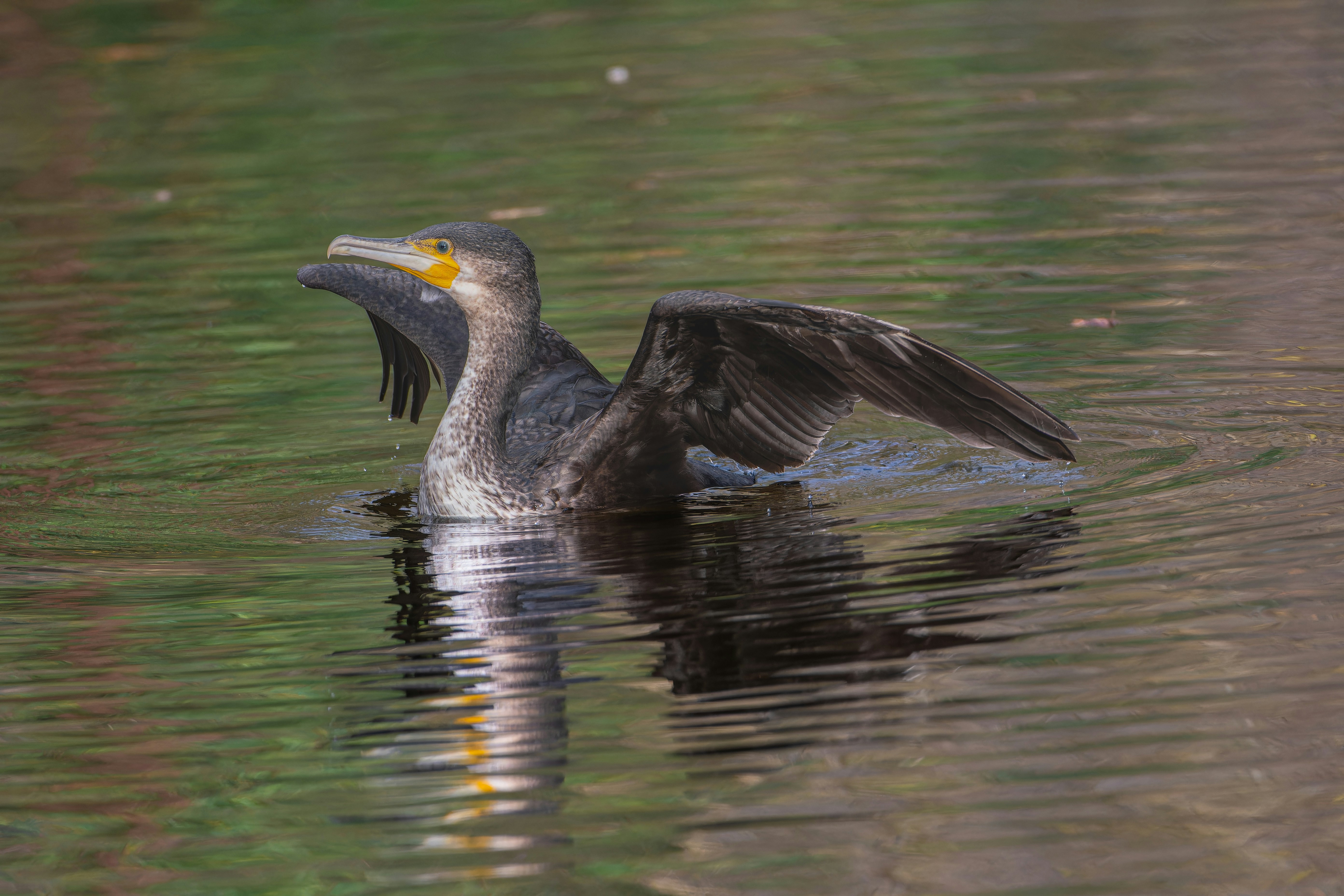 Photo by siegfriedpoepperl