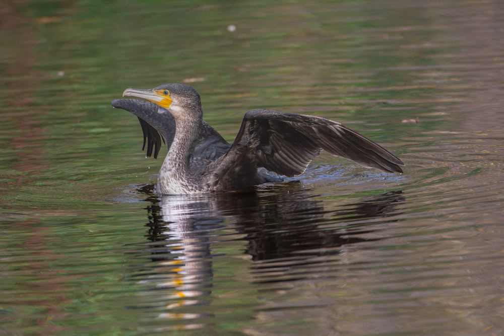 a bird with its wings spread out in the water