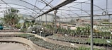 A large greenhouse filled with various types of potted plants and cacti. The plants are organized neatly on tiered shelves and tables, and the greenhouse structure features a transparent roof supported by metal beams.