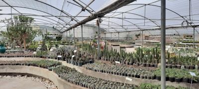 A large greenhouse filled with various types of potted plants and cacti. The plants are organized neatly on tiered shelves and tables, and the greenhouse structure features a transparent roof supported by metal beams.