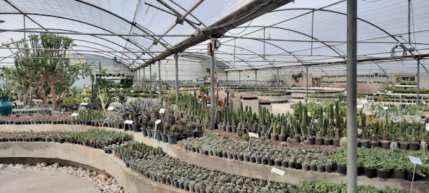 A large greenhouse filled with various types of potted plants and cacti. The plants are organized neatly on tiered shelves and tables, and the greenhouse structure features a transparent roof supported by metal beams.
