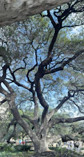 A team of tree workers trimming a large oak tree on a sunny day.