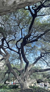 A lively discussion under the shade of a large oak tree during a field trip.
