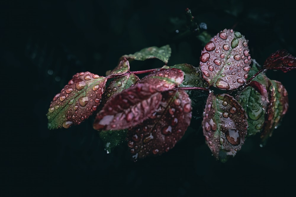 a bunch of leaves with water drops on them