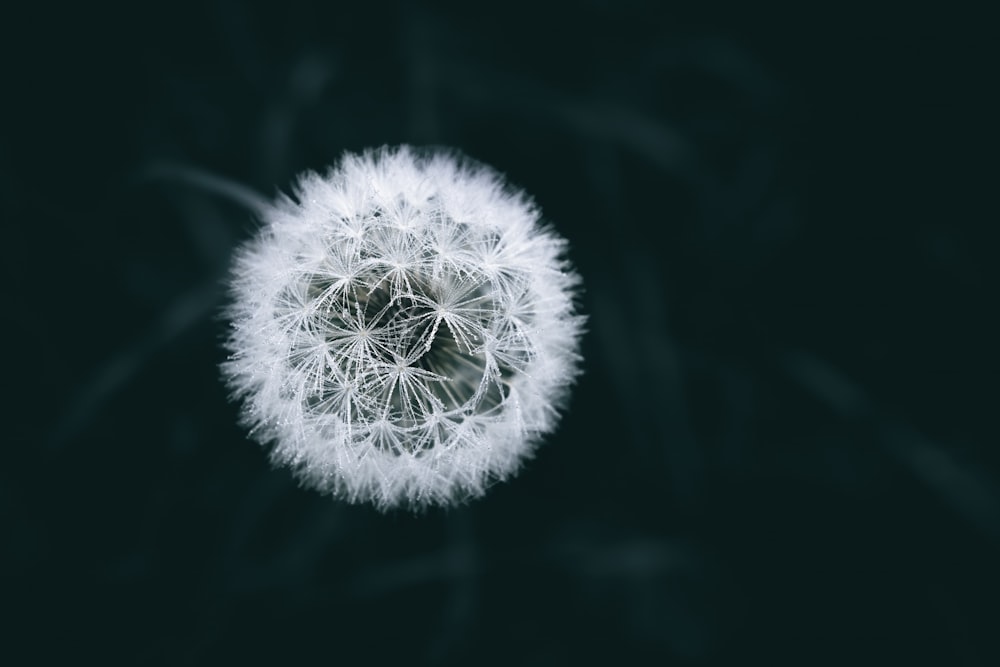 a dandelion is shown against a black background