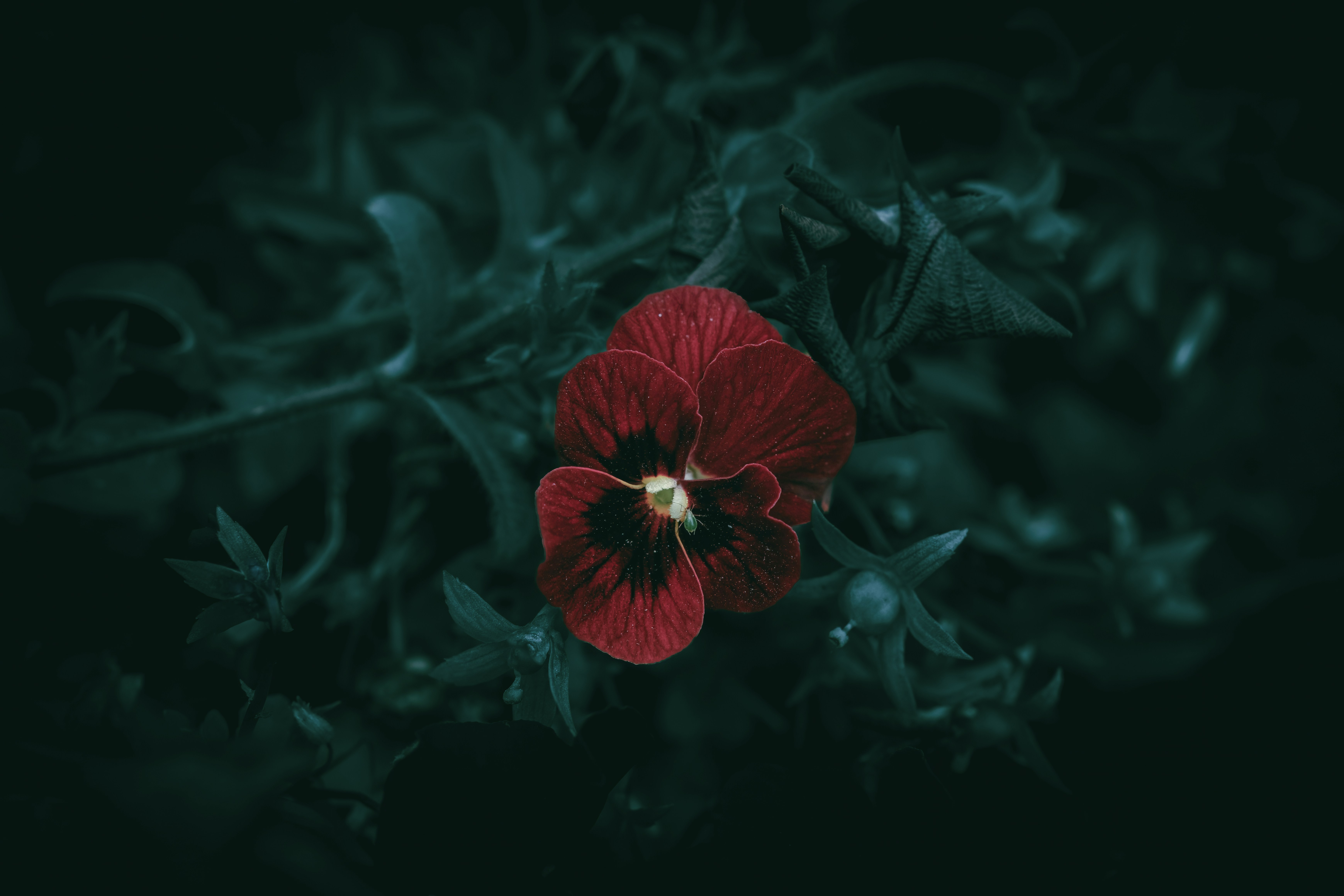 Photo by wyxina