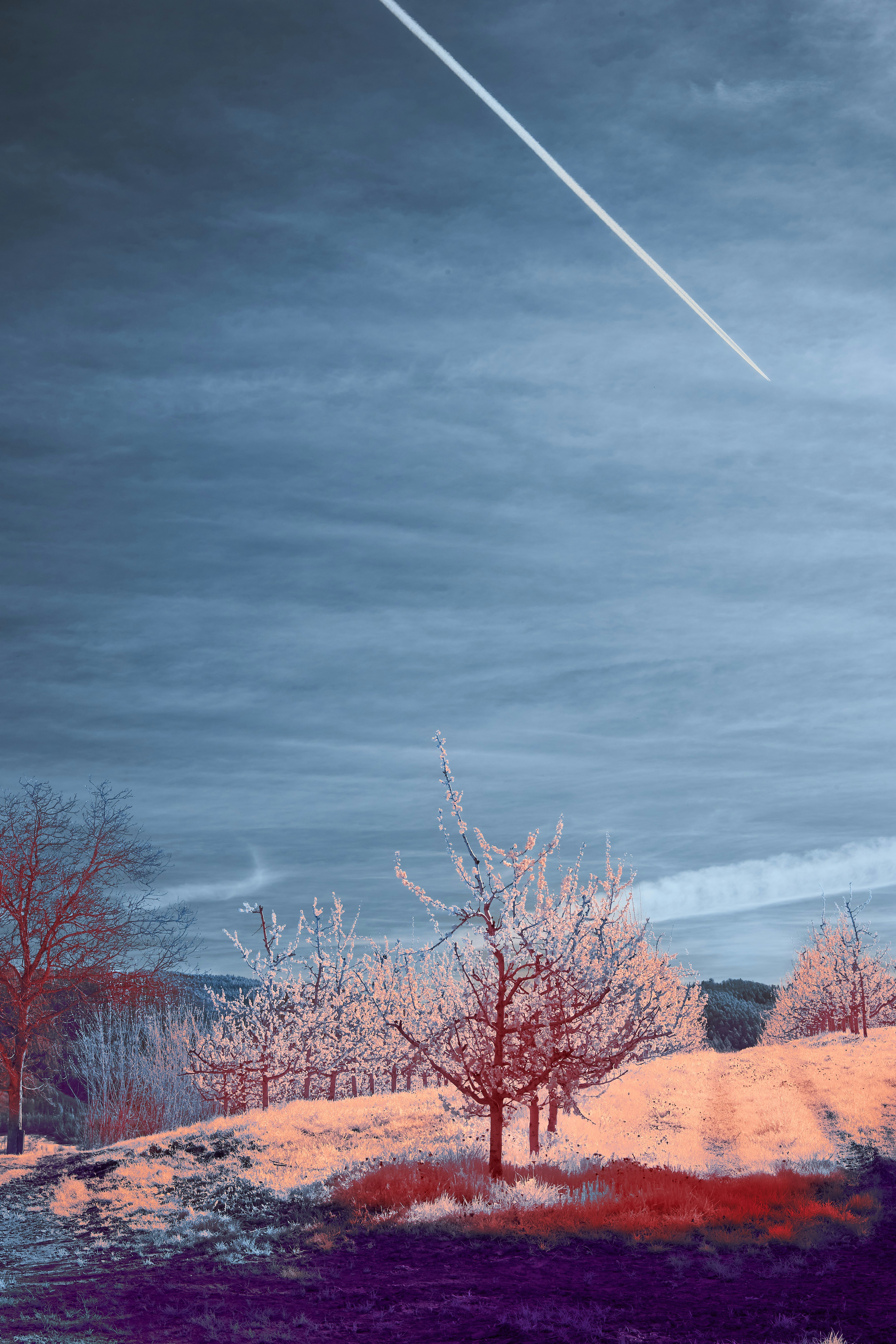 Photo by wolfgang_hasselmann