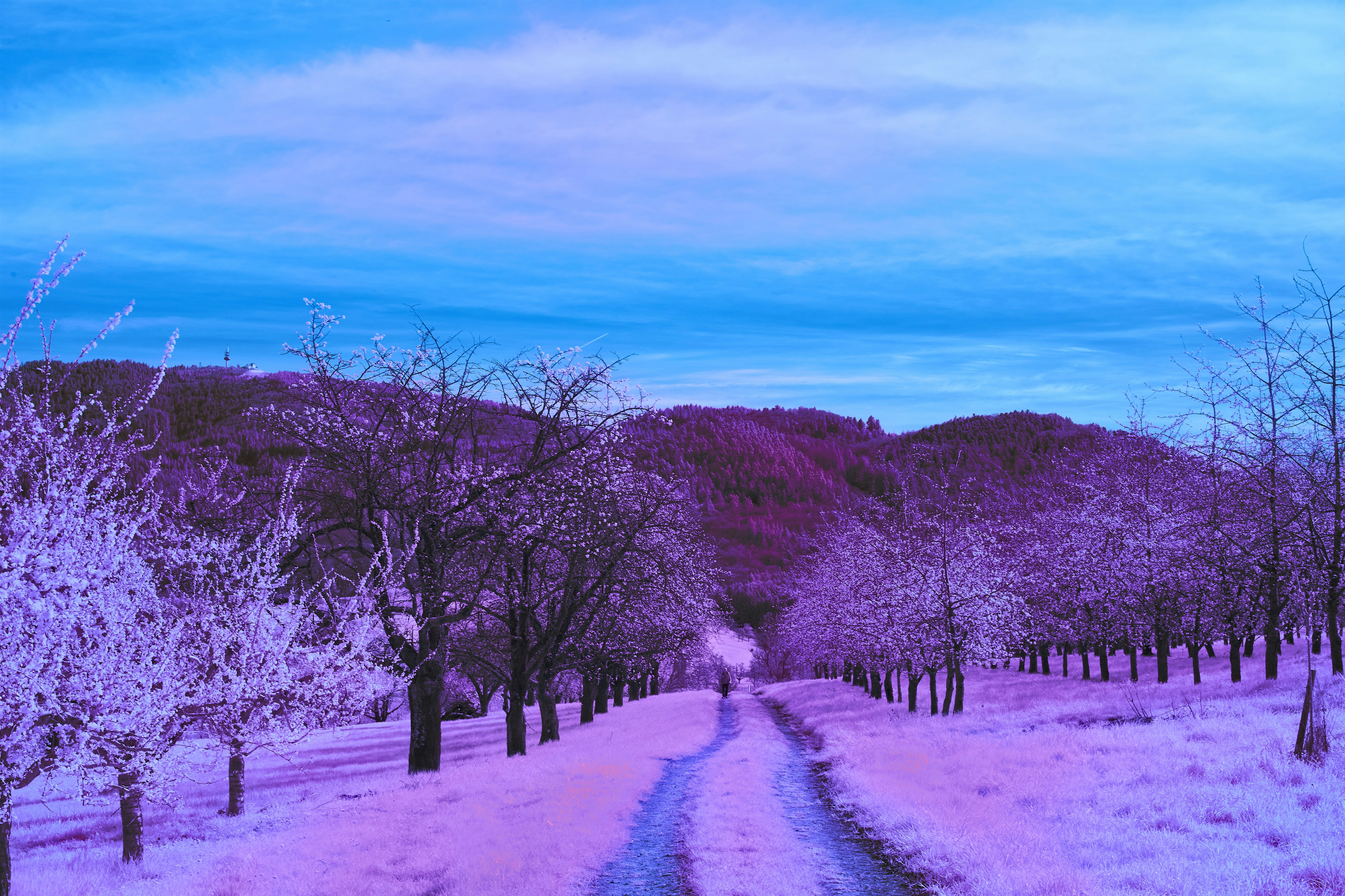 Photo by wolfgang_hasselmann