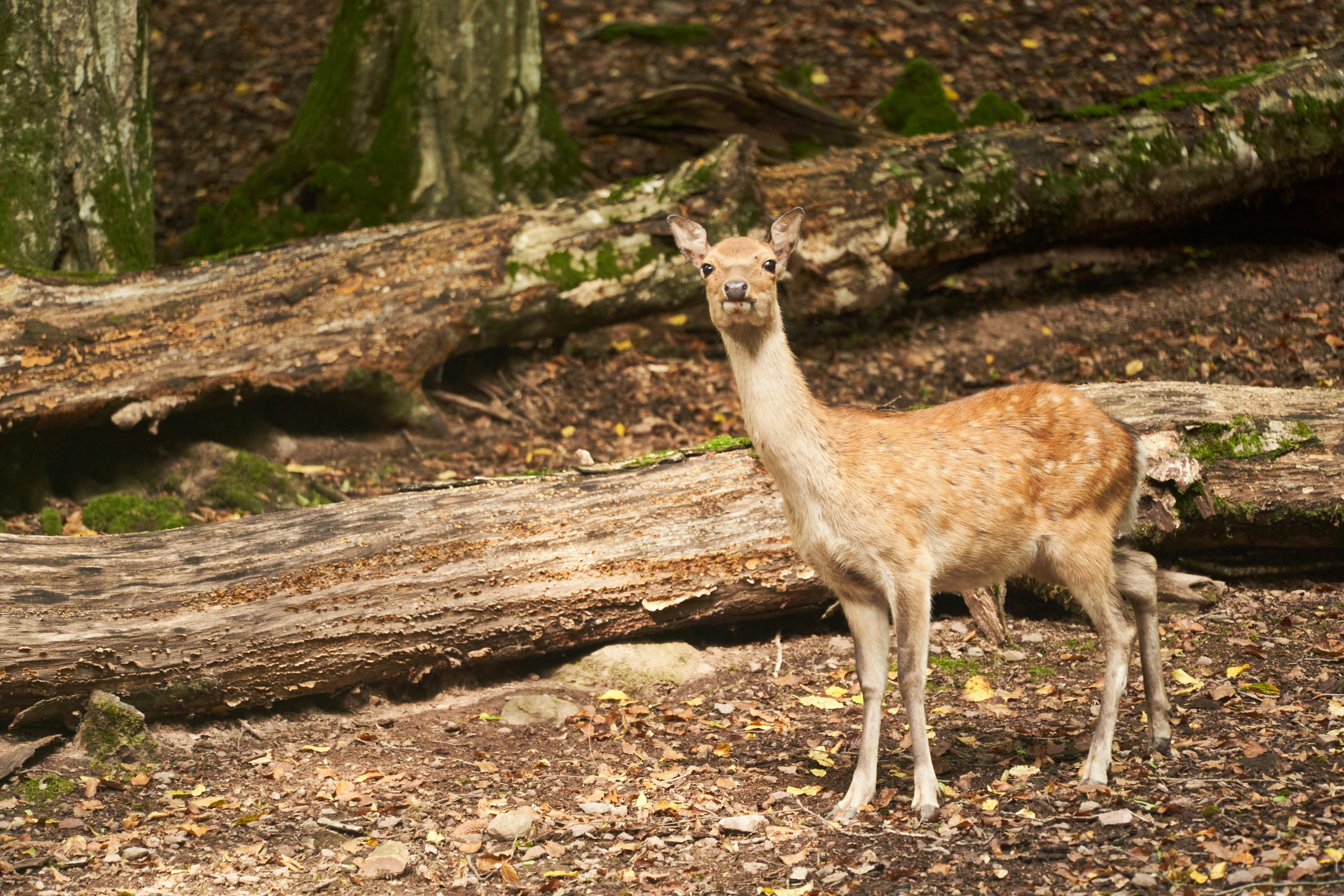 Photo by wolfgang_hasselmann