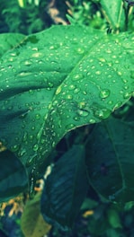 Large green leaves are covered with numerous water droplets, indicating a recent rainfall or high humidity. The droplets vary in size and are distributed across the surface. The background is slightly blurred with hints of additional greenery.