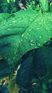 Large green leaves are covered with numerous water droplets, indicating a recent rainfall or high humidity. The droplets vary in size and are distributed across the surface. The background is slightly blurred with hints of additional greenery.