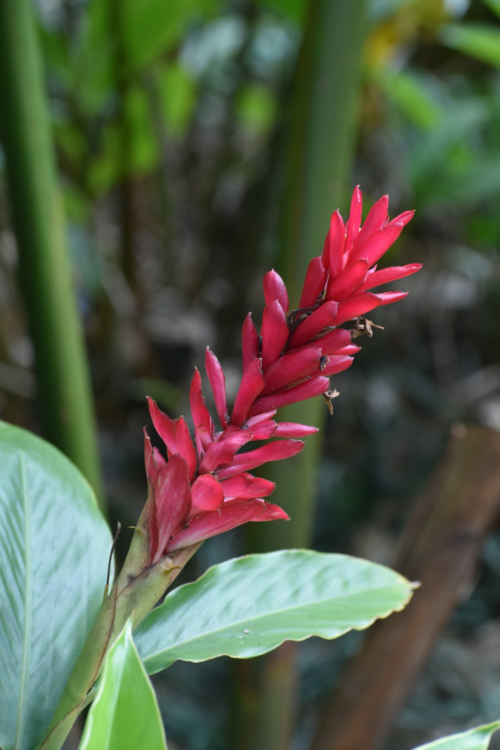 a red flower with green leaves in the background