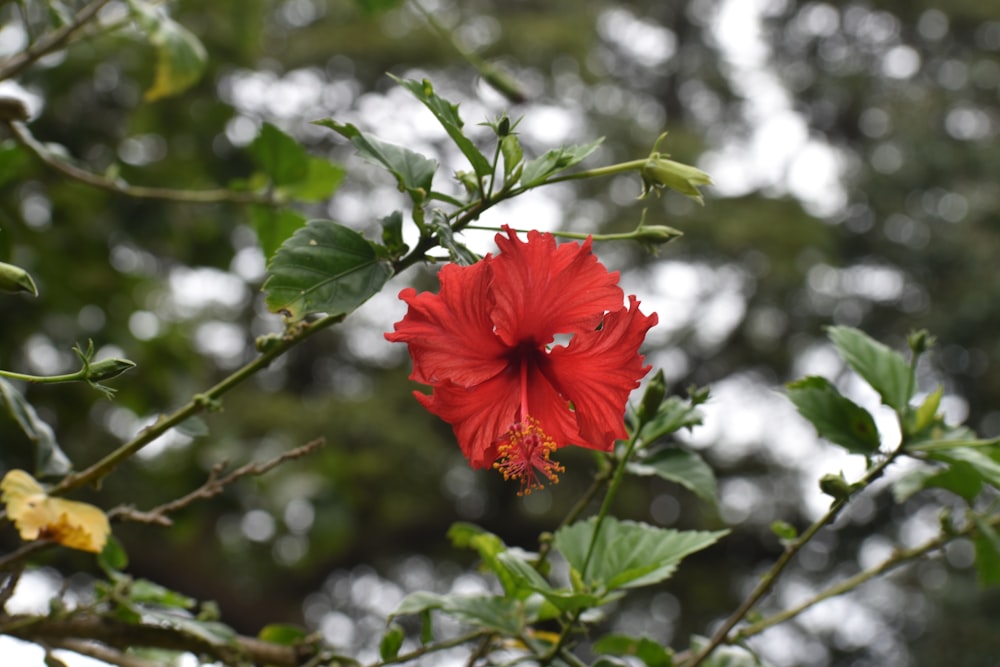 a red flower that is growing on a tree