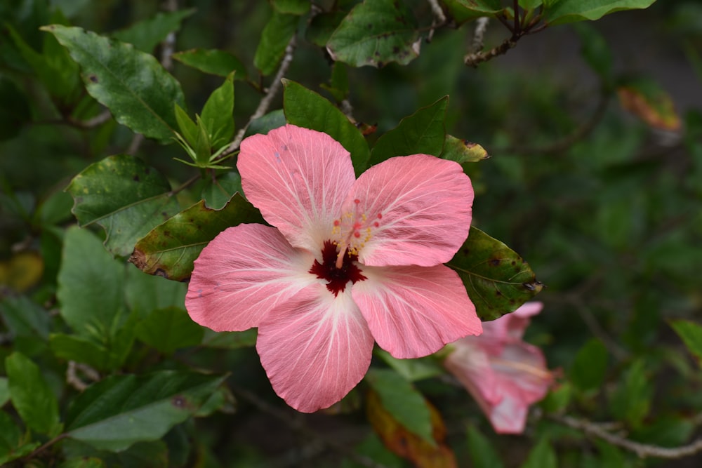 a pink flower with a white center surrounded by green leaves