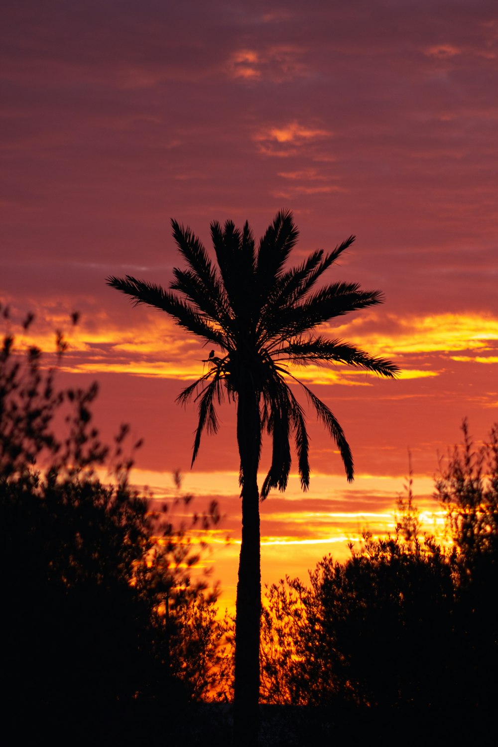 Eine Palme zeichnet sich als Silhouette vor einem Sonnenuntergang ab