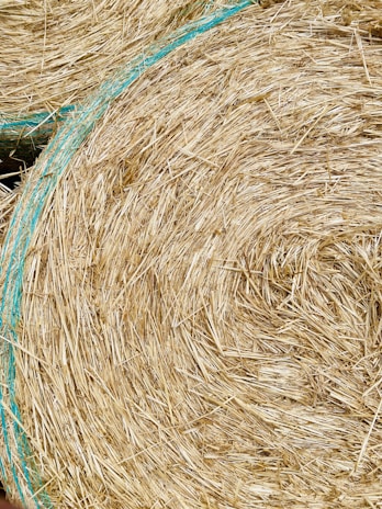A close-up of tightly wrapped haylage bales glistening in the morning dew.