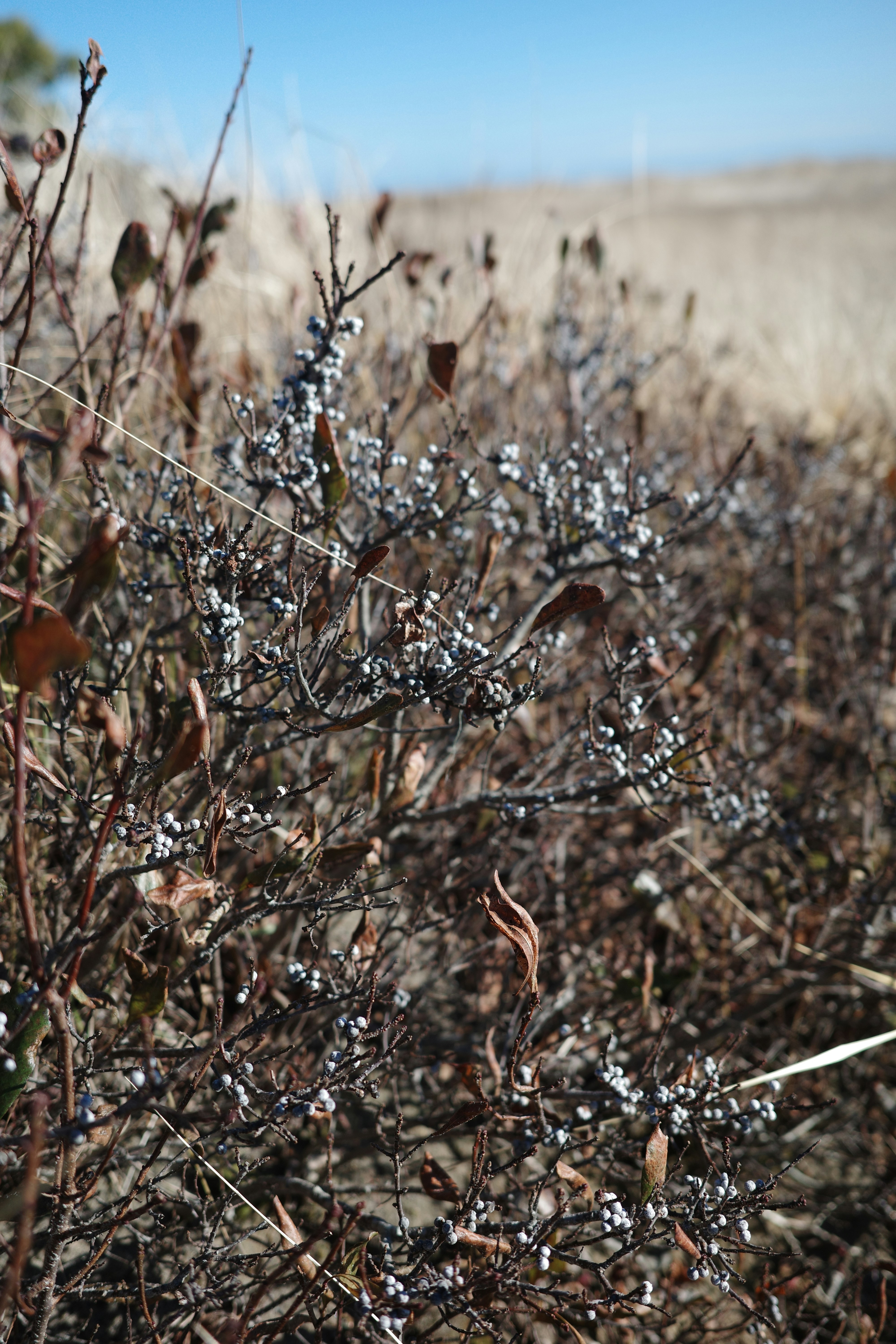 Photo by sophiadoesdesign