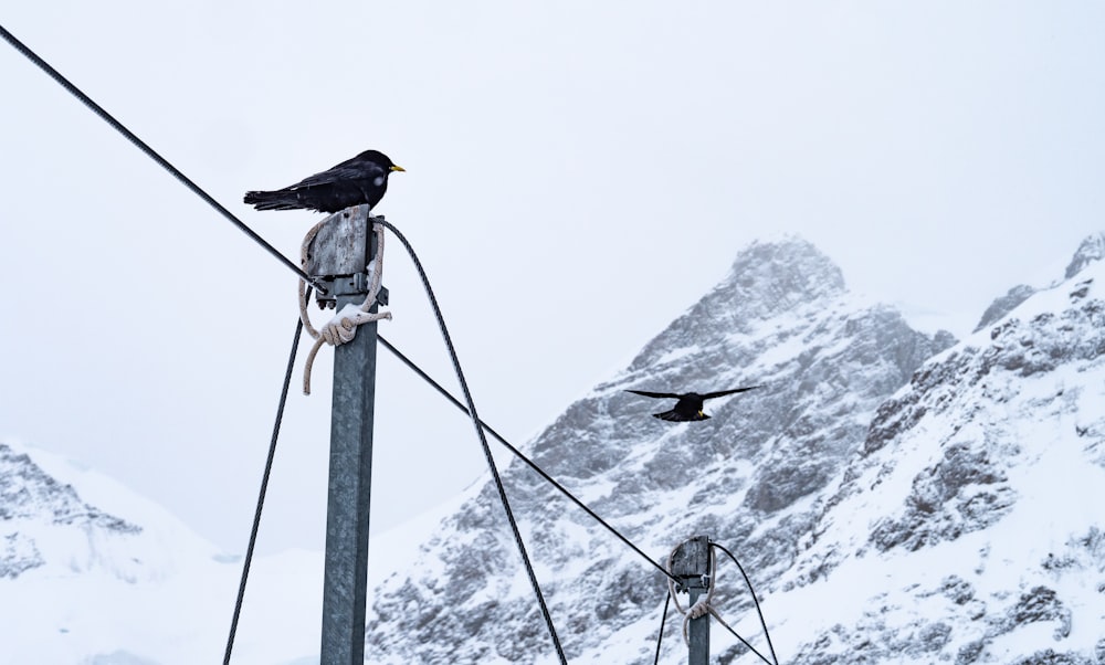 a black bird sitting on top of a power line