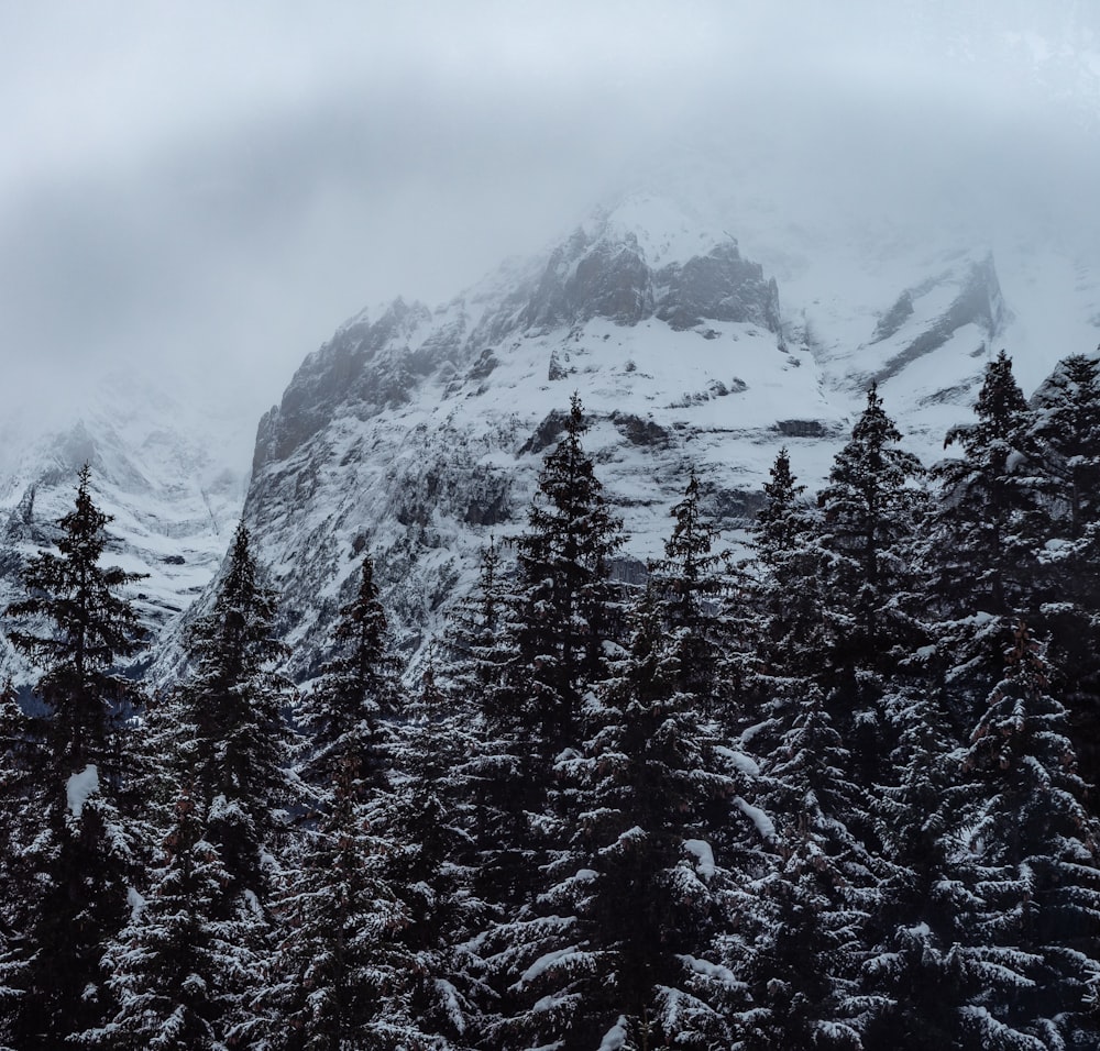 a mountain covered in snow surrounded by trees