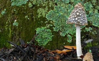 A tall mushroom with a mottled brown cap and white stem stands in a forest environment. The background features lush green moss and lichen-covered tree bark, adding texture and depth. The forest floor is scattered with small branches and dried leaves.