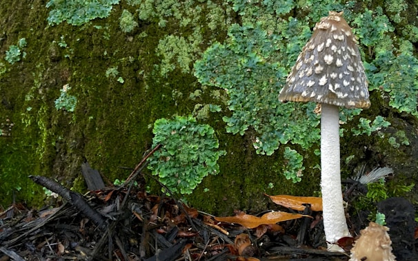 A tall mushroom with a mottled brown cap and white stem stands in a forest environment. The background features lush green moss and lichen-covered tree bark, adding texture and depth. The forest floor is scattered with small branches and dried leaves.
