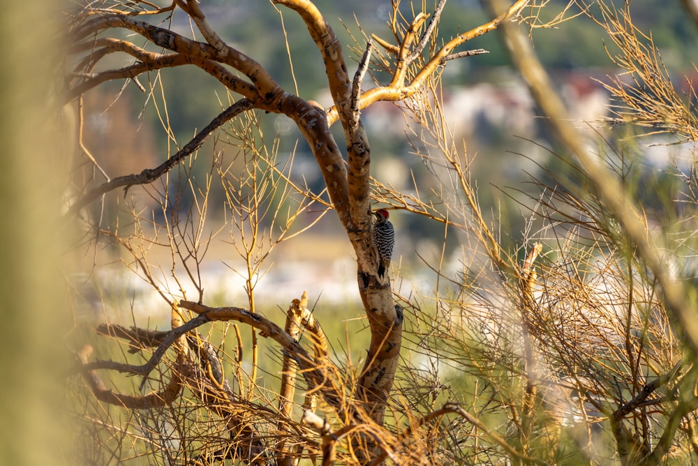 a bird perched on top of a tree branch