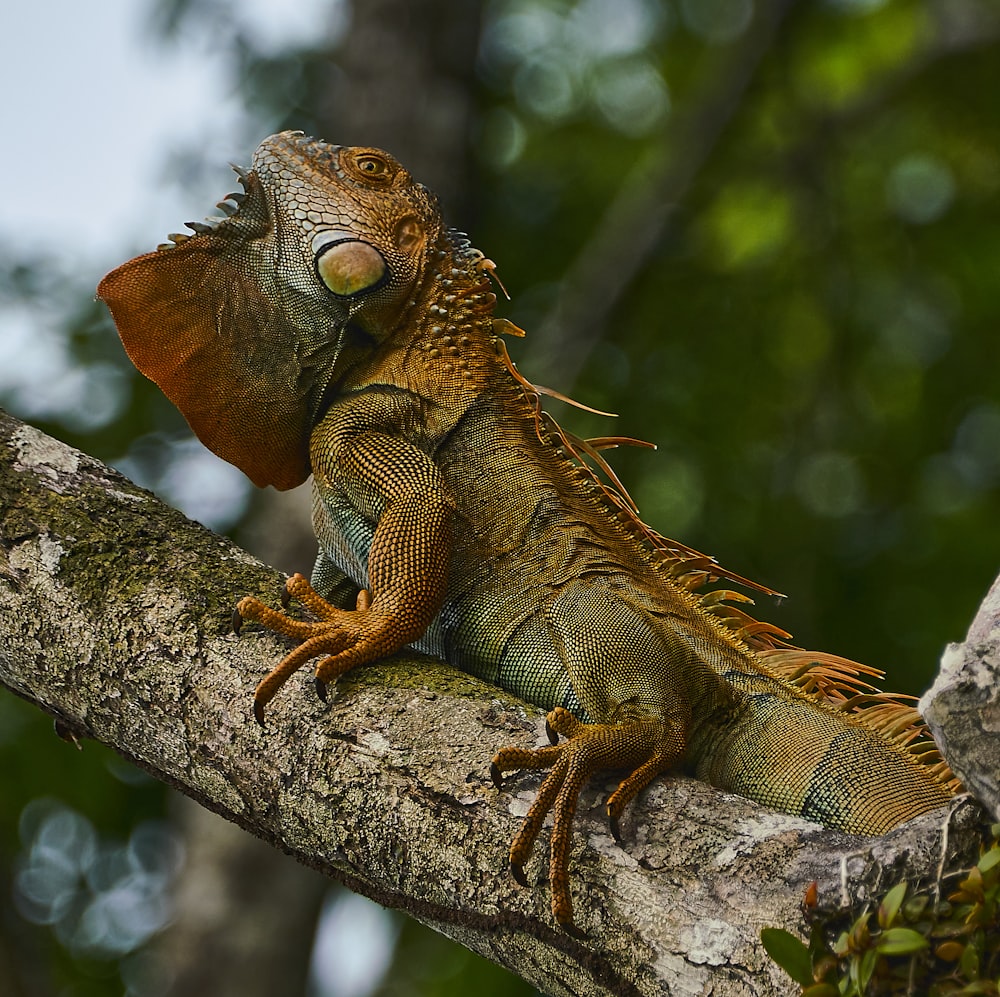 a large lizard sitting on a tree branch