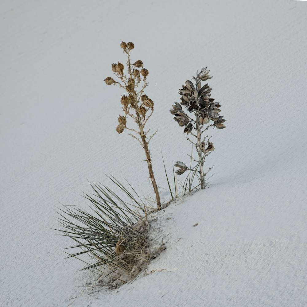 a small plant is growing out of the snow