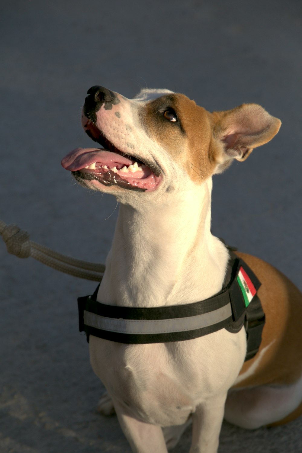 a brown and white dog sitting on top of a sandy beach