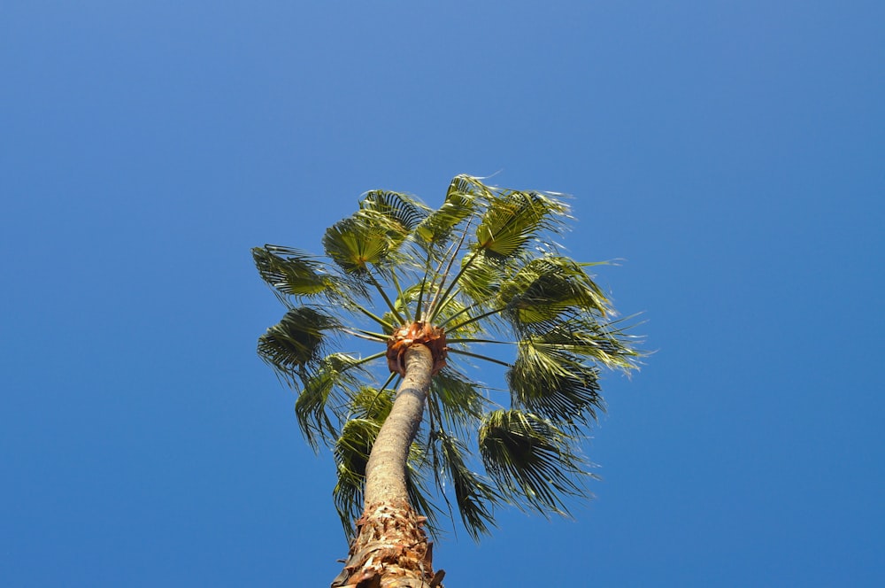 un'alta palma con un cielo azzurro sullo sfondo