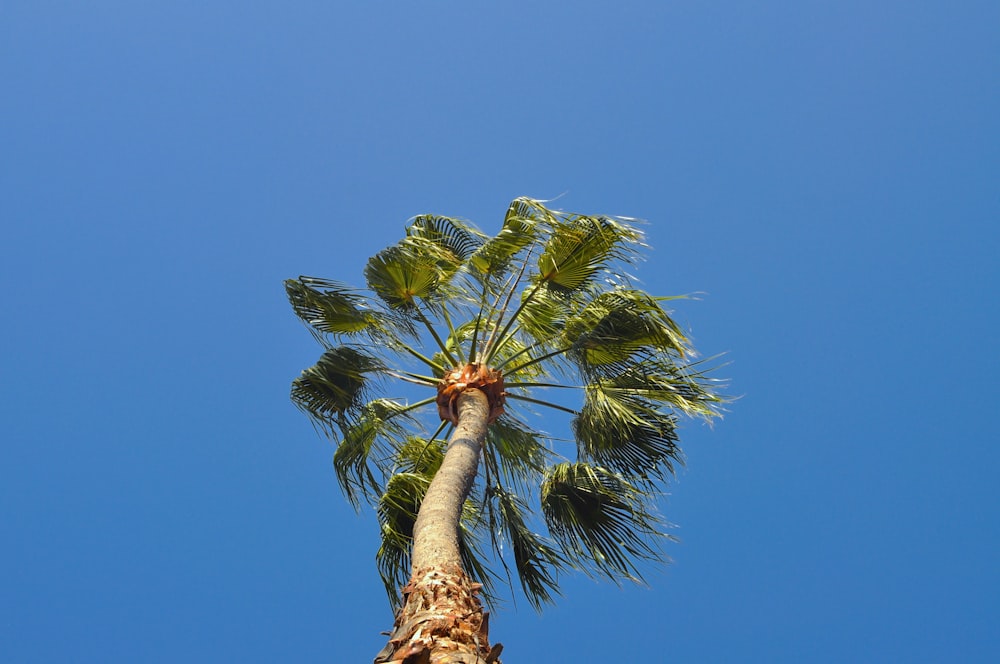a tall palm tree with a blue sky in the background