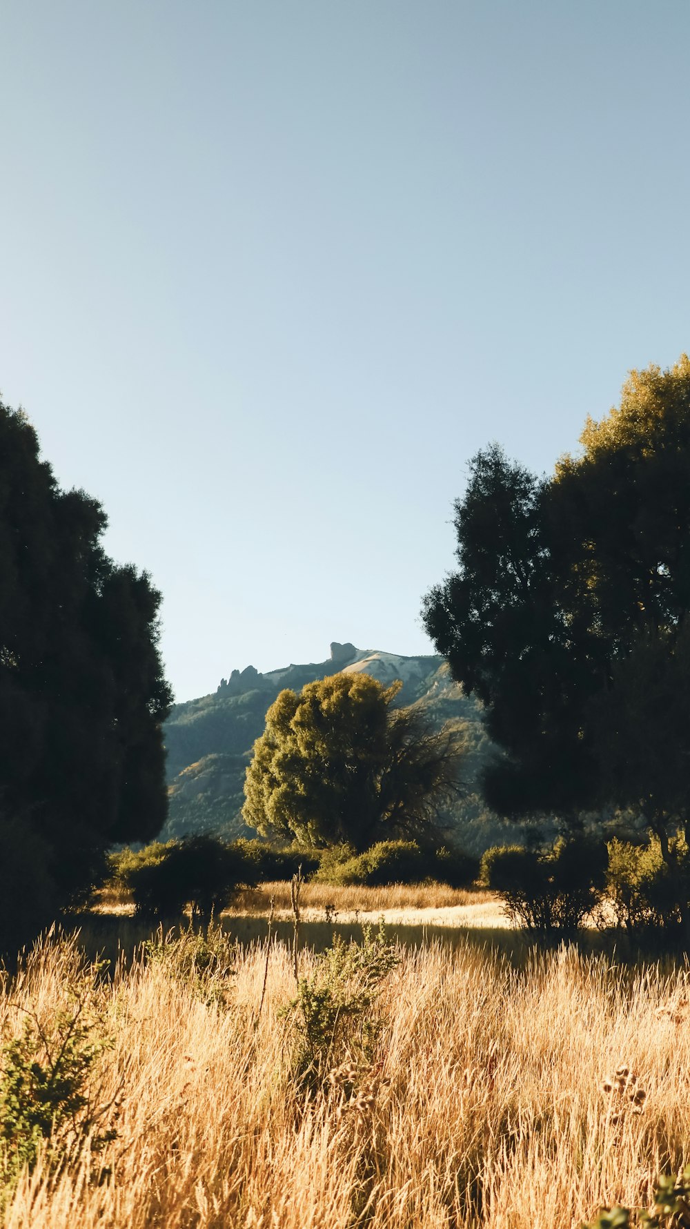 a grassy field with trees and a hill in the background