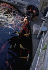 A person crouches beside a pond filled with vibrant koi fish, feeding them while holding a red object in the other hand. The scene takes place in a peaceful garden setting, characterized by the stone edges of the pond and nearby decorative elements. The koi display a variety of colors including red, orange, yellow, and white, and swim energetically towards the person.