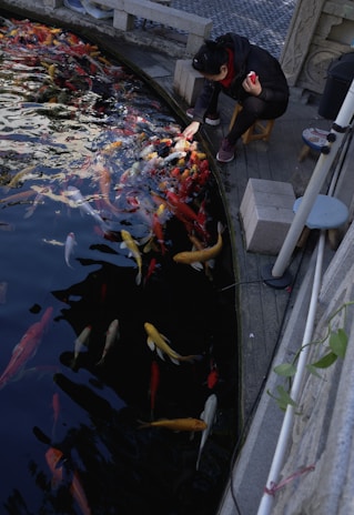 A person crouches beside a pond filled with vibrant koi fish, feeding them while holding a red object in the other hand. The scene takes place in a peaceful garden setting, characterized by the stone edges of the pond and nearby decorative elements. The koi display a variety of colors including red, orange, yellow, and white, and swim energetically towards the person.