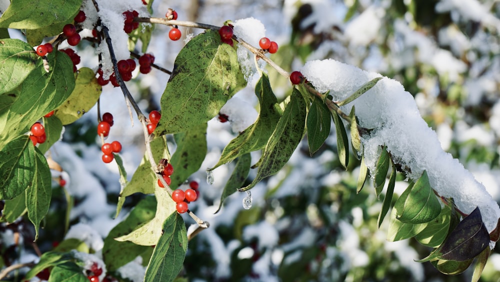 a branch with red berries and green leaves covered in snow
