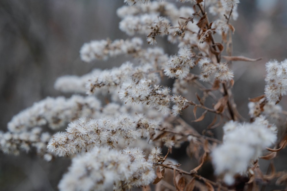 a close up of a plant with white flowers