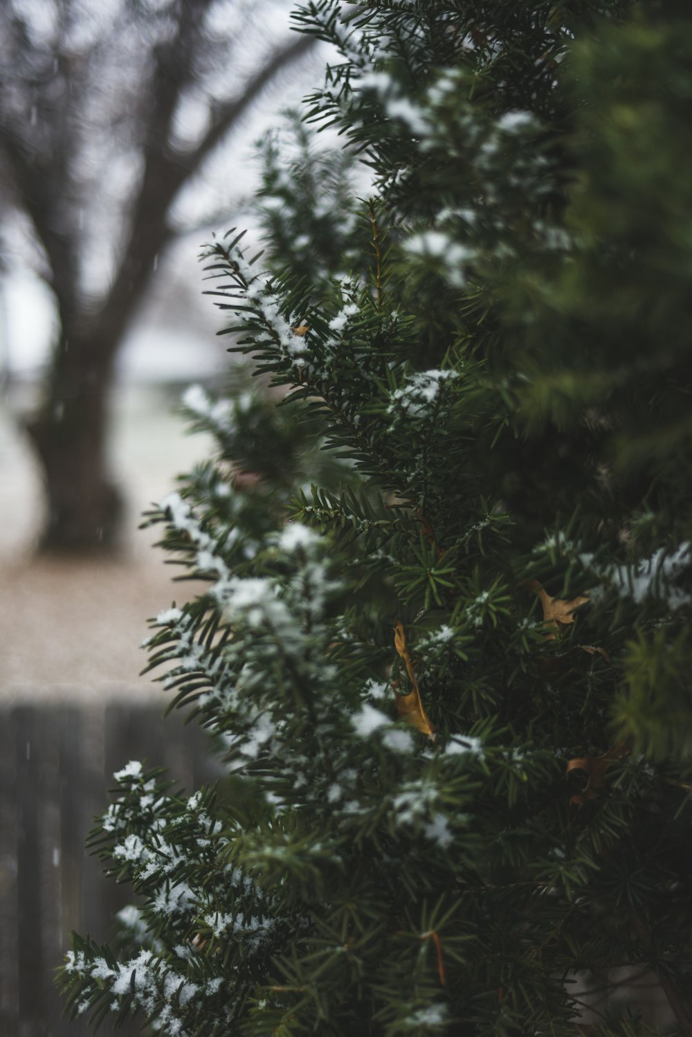 a close up of a tree with snow on it